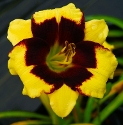 FRANK'S BLACK EYED SUSAN - FRANK'S BLACK EYED SUSAN